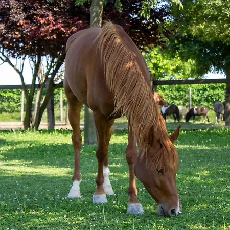 Bed & Breakfast Ranch Borgo Bella Cavalier
