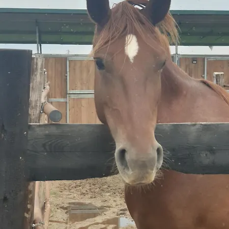 לינה וארוחת בוקר Ranch Borgo Bella Cavalier