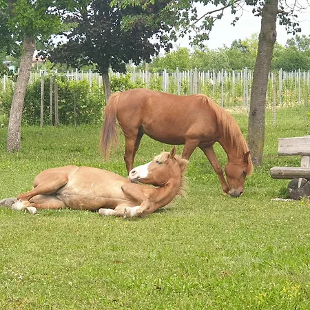 Ranch Borgo Bellavita Frühstückspension Cavalier
